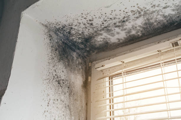 Affordable Mold Removal solutions in Annville, PA